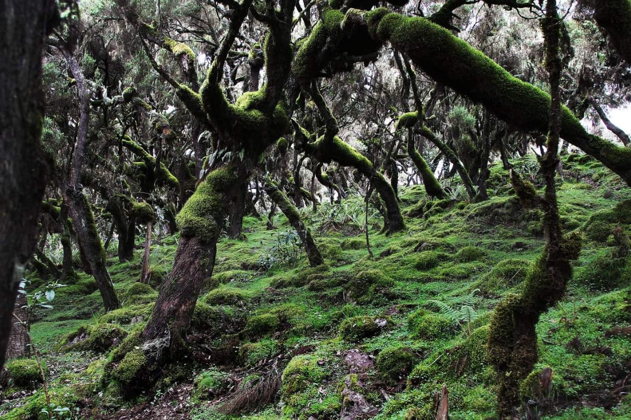 Bale Mountains Short Trek