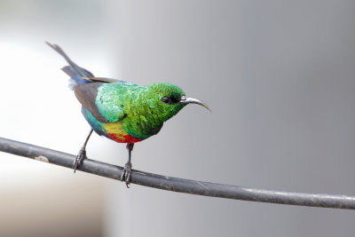 Comprehensive Birding Tour