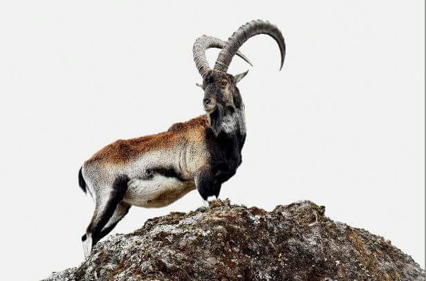 Simien Mountains