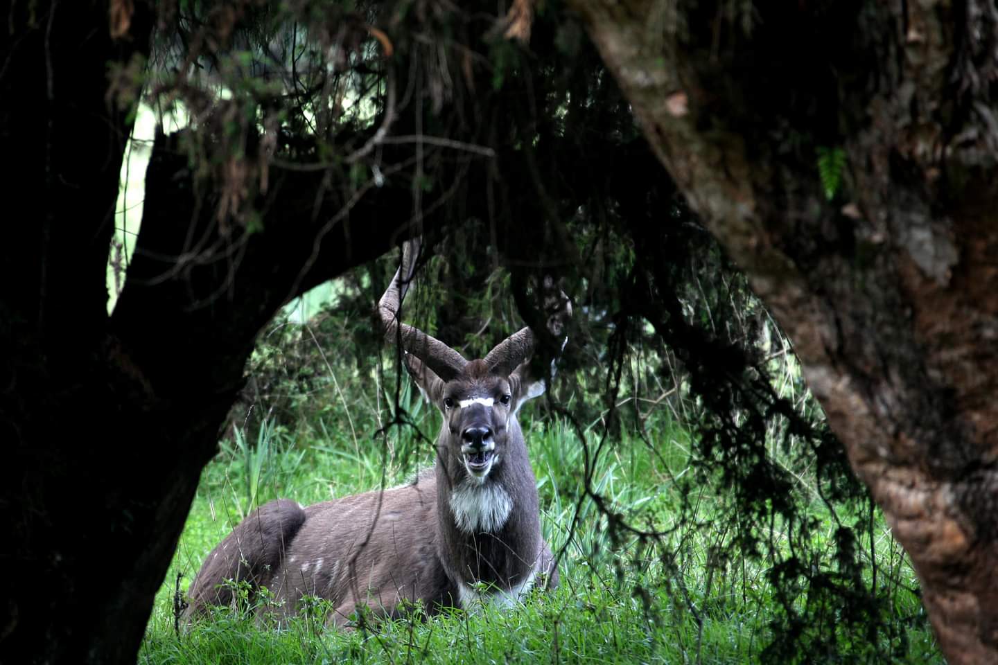 Bale Mountains Wildlife