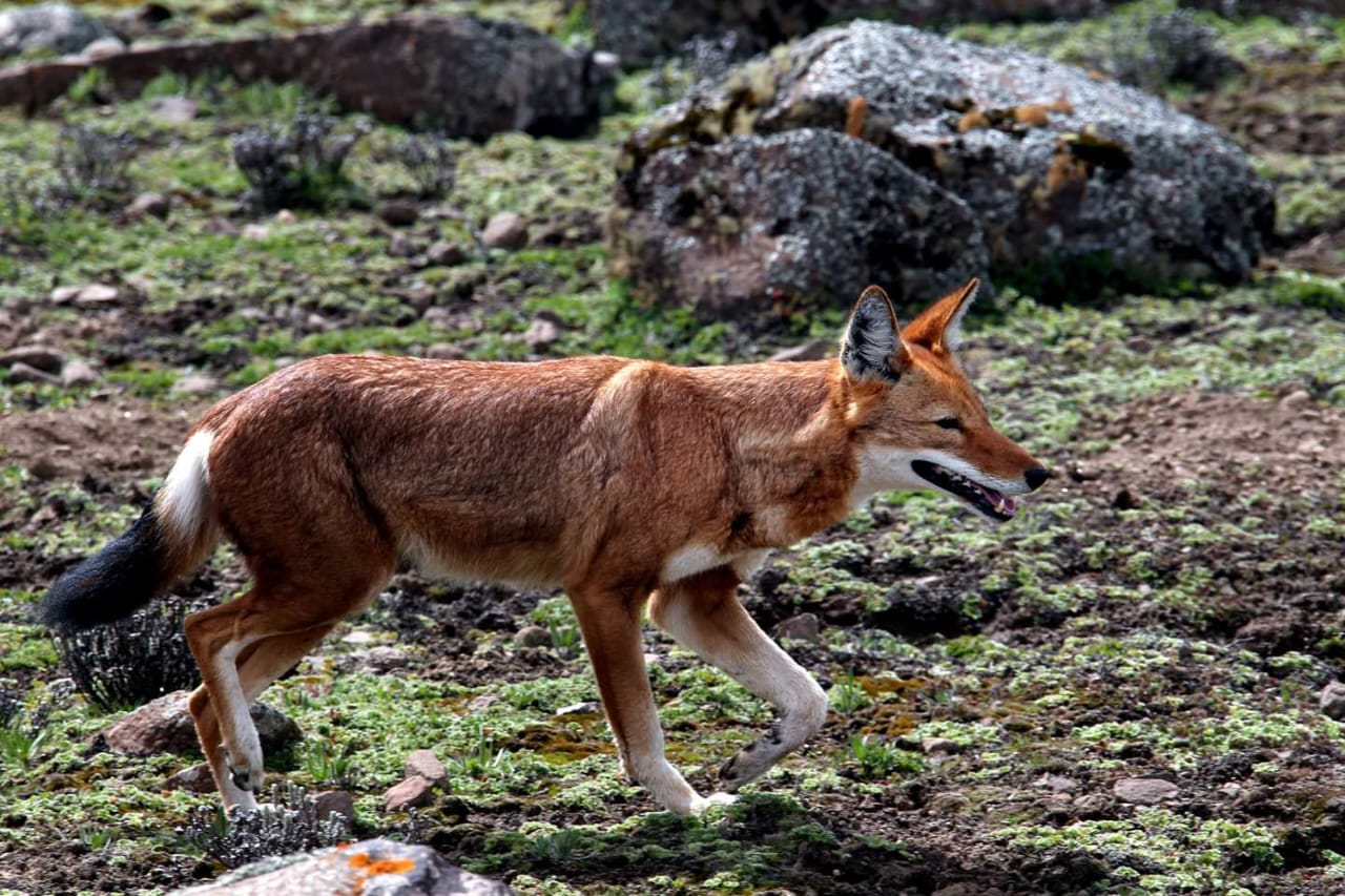 Bale Mountains landscape with Ethiopian wolf
